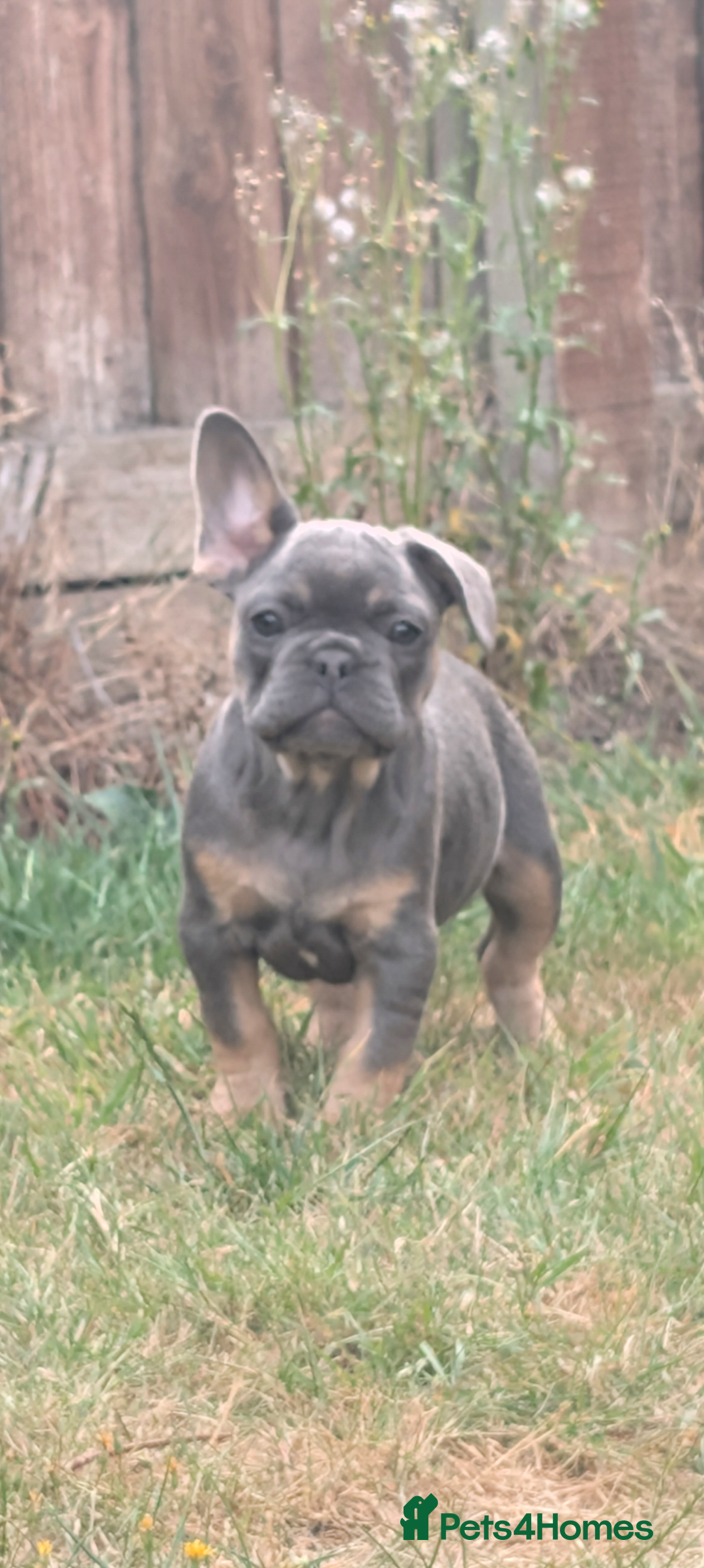 French Bulldog dogs for sale: French bulldog puppies!!! - Image 2