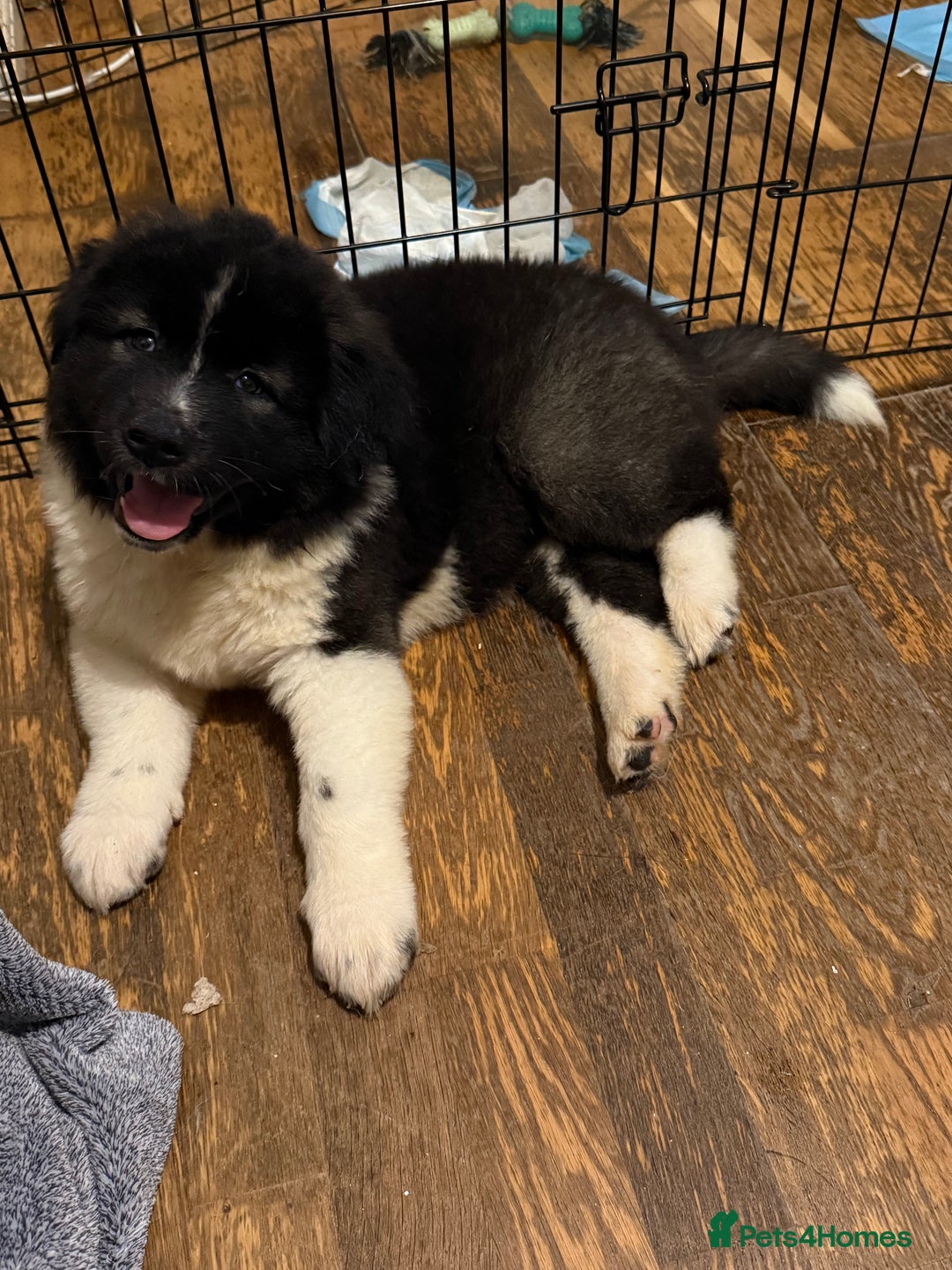 Akita dogs for sale:  American/ Japanese Akitas - Advert 15