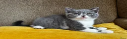 British Shorthair cats for sale: TICA Registered BritishShorthairKittens  Ready now - Advert 23
