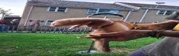 Ferret rodents for sale: Baby boy ferrets for sale in Oakham - Advert 6