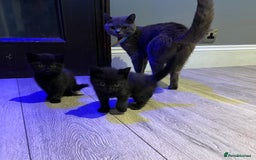 Mixed Breed cats for sale: Mixed breed Kittens M & F (British Blue mother) - Image 4