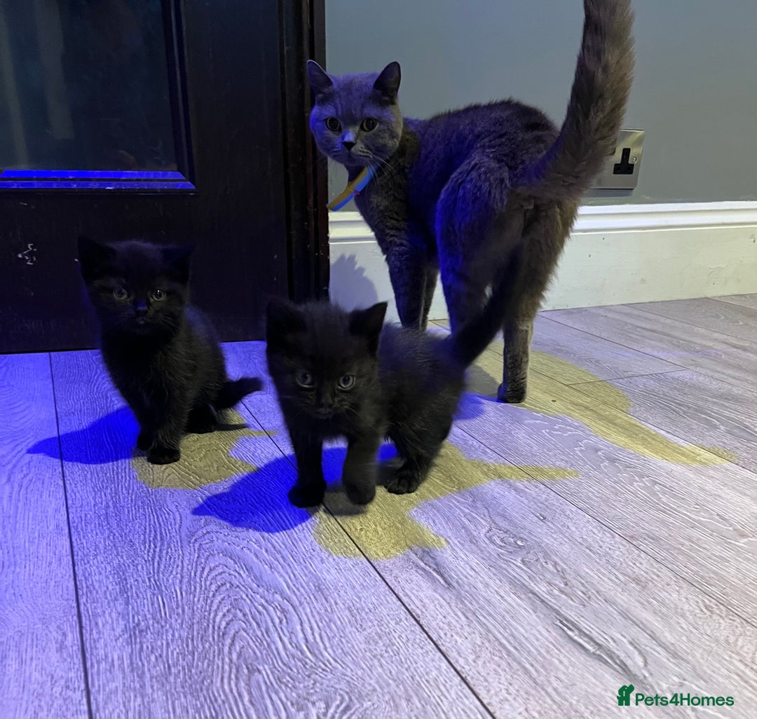 Mixed Breed cats for sale: Mixed breed Kittens M & F (British Blue mother) - Image 4