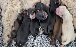 Shih Tzu dogs for sale: Beautiful Shih Tzu Puppies  - Image 8