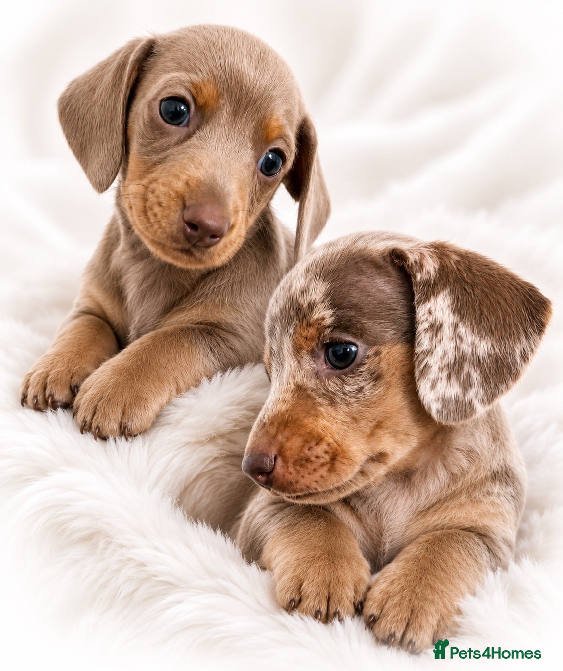 Miniature Dachshund dogs 🐾 Last 2 KC mini dachshund pups ready 25/07  - Advert 10