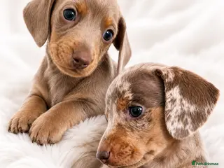 Miniature Dachshund dogs 🐾 Last 2 KC mini dachshund pups ready 25/07 - Advert 10