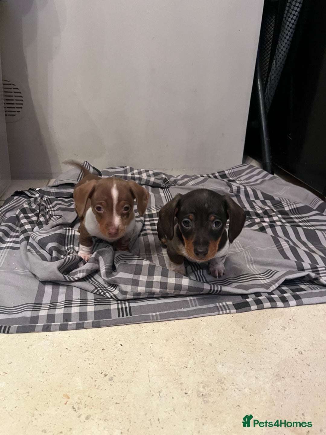 Miniature Dachshund dogs for sale: 💞Ready now Miniature dachshund 💞 - Advert 23