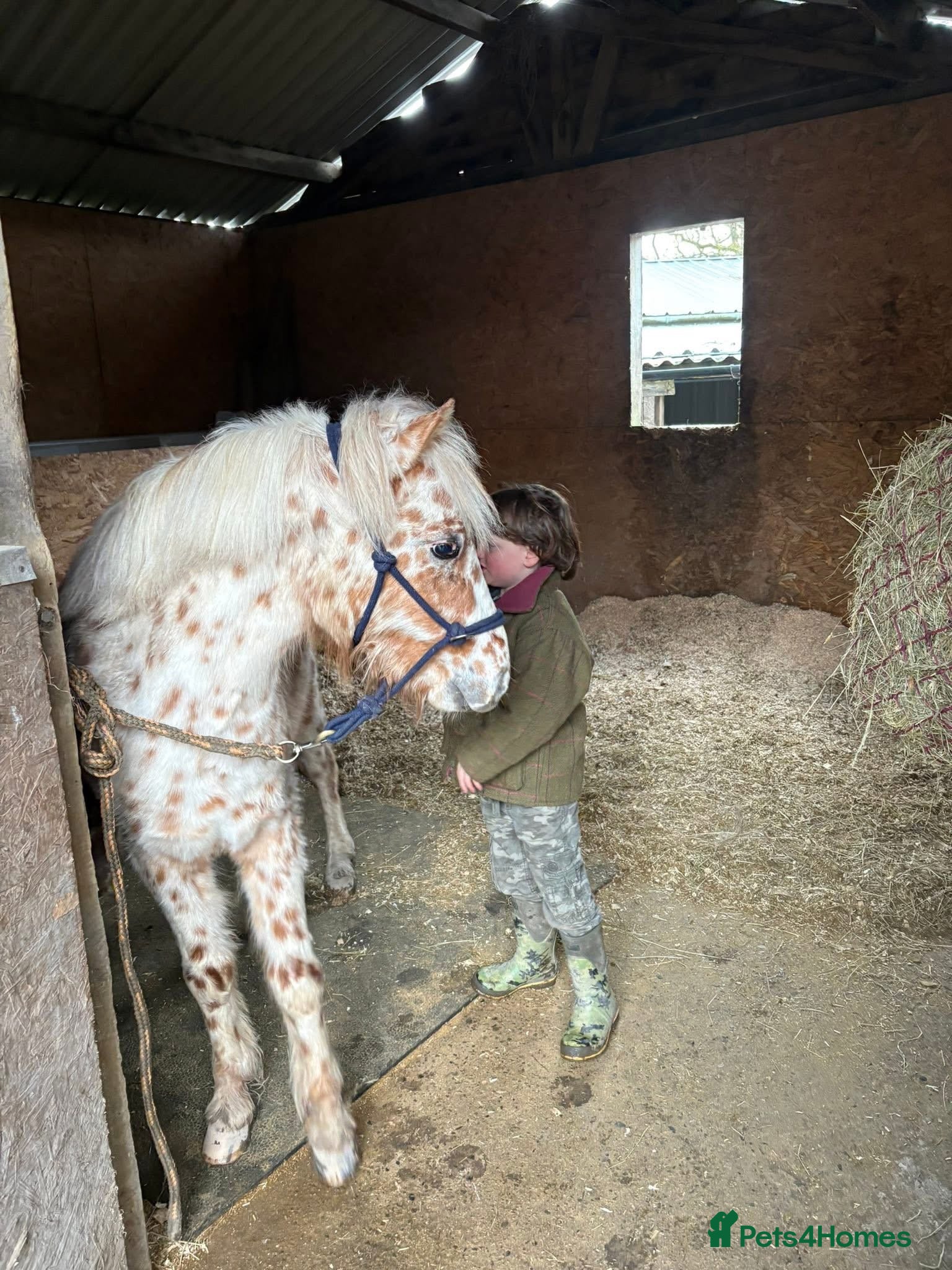 Other Breed horses for sale: 12hh British spotted pony  in Corwen - Advert 4