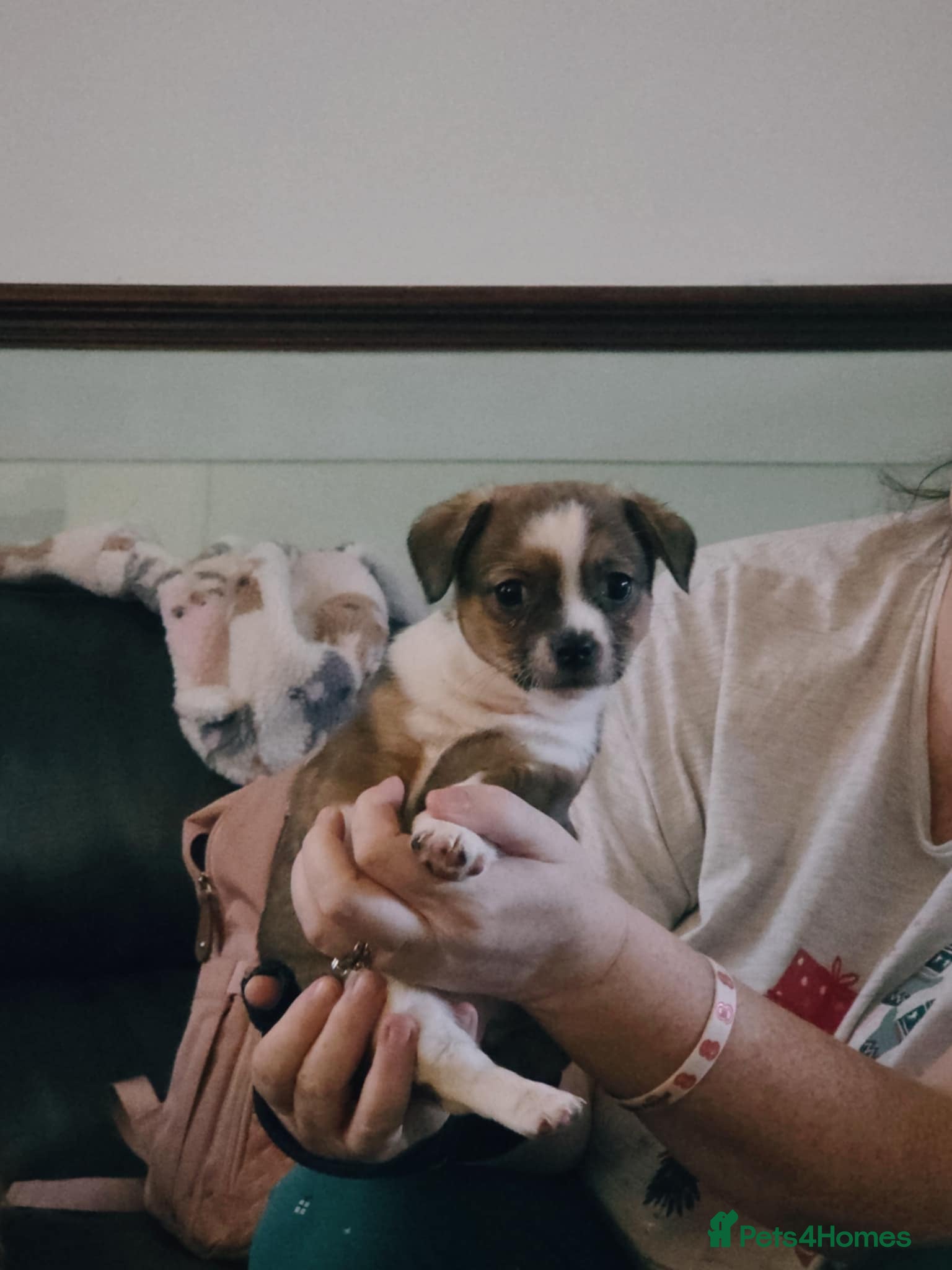 Mixed Breed dogs JACK russel X CHIHUAHUA x shitzu  - Advert 3