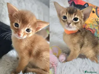 Abyssinian cats Abyssinian Kittens - Advert 5