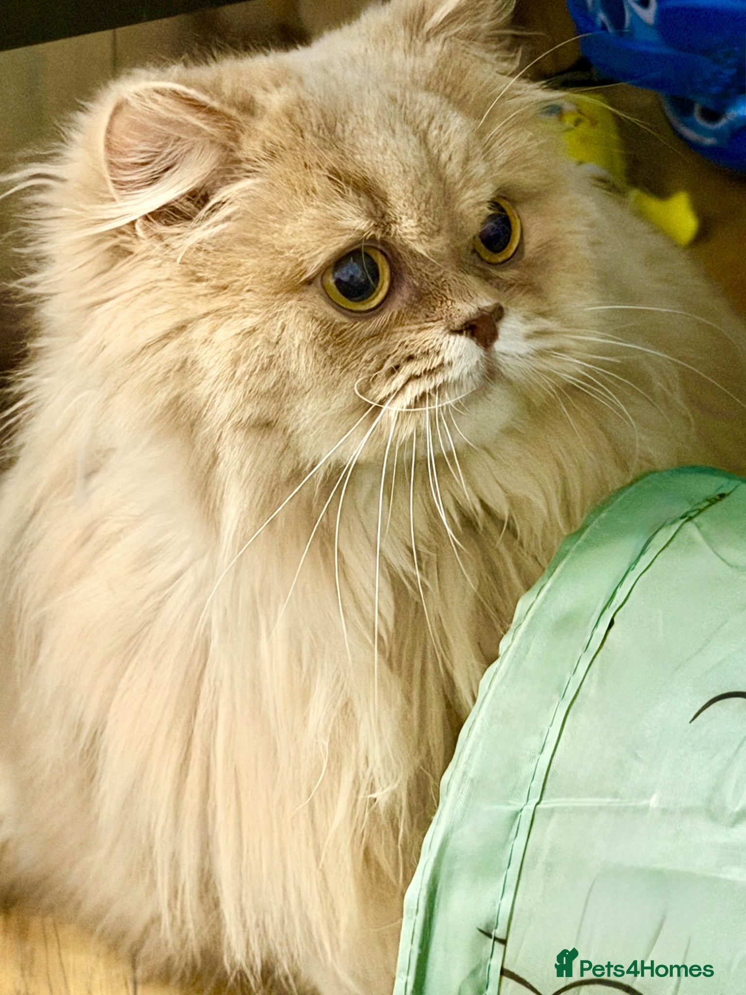 British Longhair cats for sale: 🎀Last longhair girl available from this litter.  - Advert 8