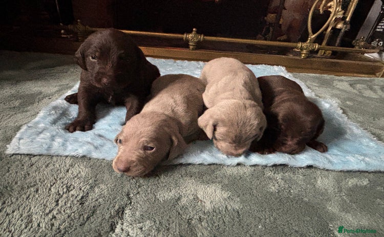 Mixed Breed dogs - Advert 10