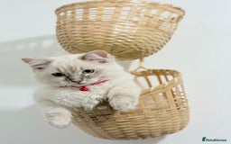 Ragdoll cats for sale: Ragdoll kitten for sale - Image 2