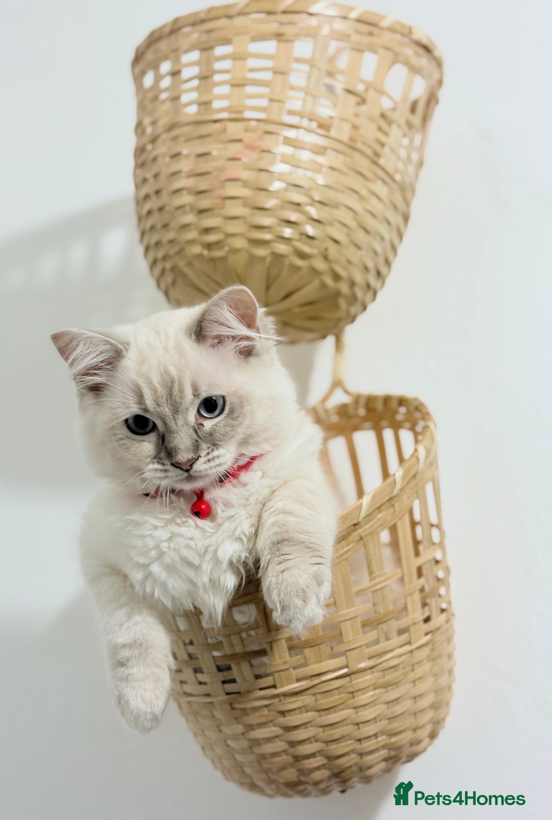 Ragdoll cats for sale: Ragdoll kitten for sale - Image 2