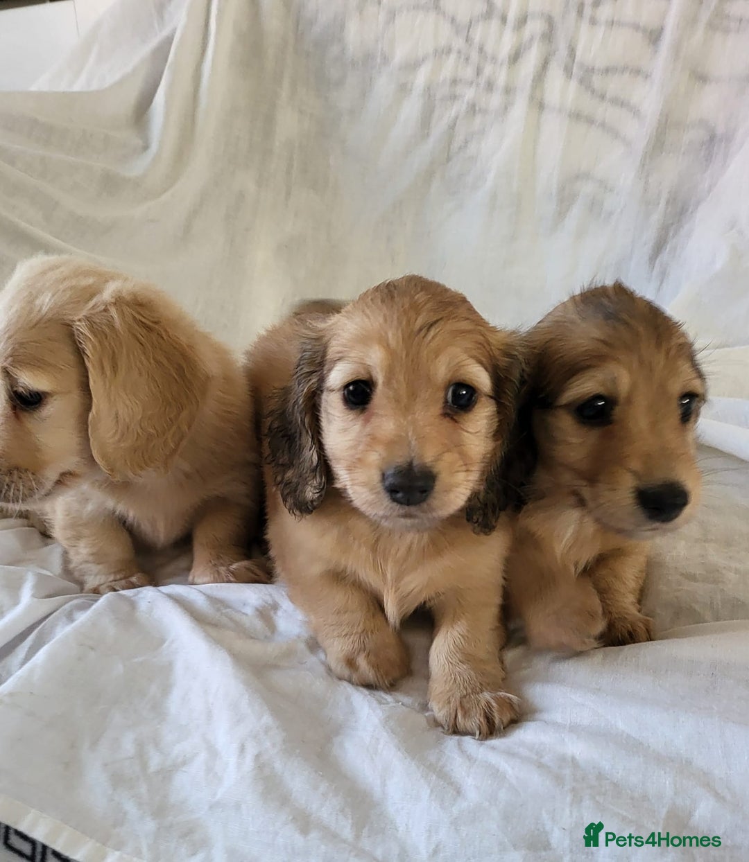 Dachshund dogs for sale: Miniature dachshunds - Image 29