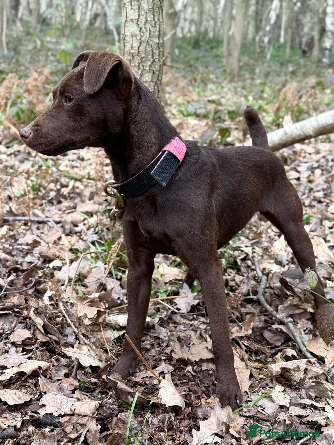 Patterdale Terrier dogs for sale: Female Patterdale Terriers for sale - Advert 1