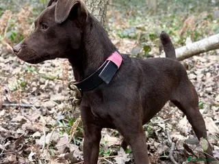 Patterdale Terrier dogs Female Patterdale Terriers for sale - Advert 3