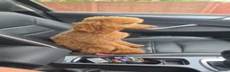 Cavapoo dogs for sale: Stunning f1 Cavapoos  - Advert 15