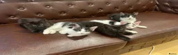 Mixed Breed cats for sale: 5 little baby ready to go  in Wembley - Advert 2