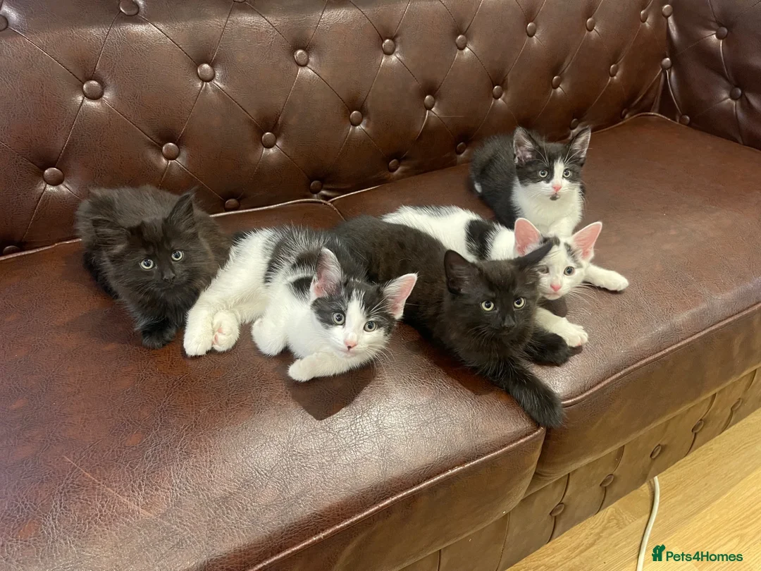 Mixed Breed cats for sale: 5 little baby ready to go  in Wembley - Advert 2