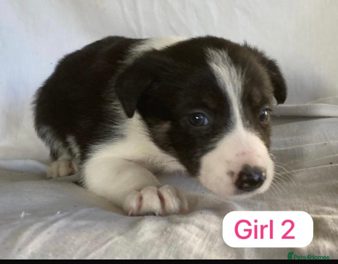 Border Collie dogs for sale: KC registered border collie puppies - Advert 10