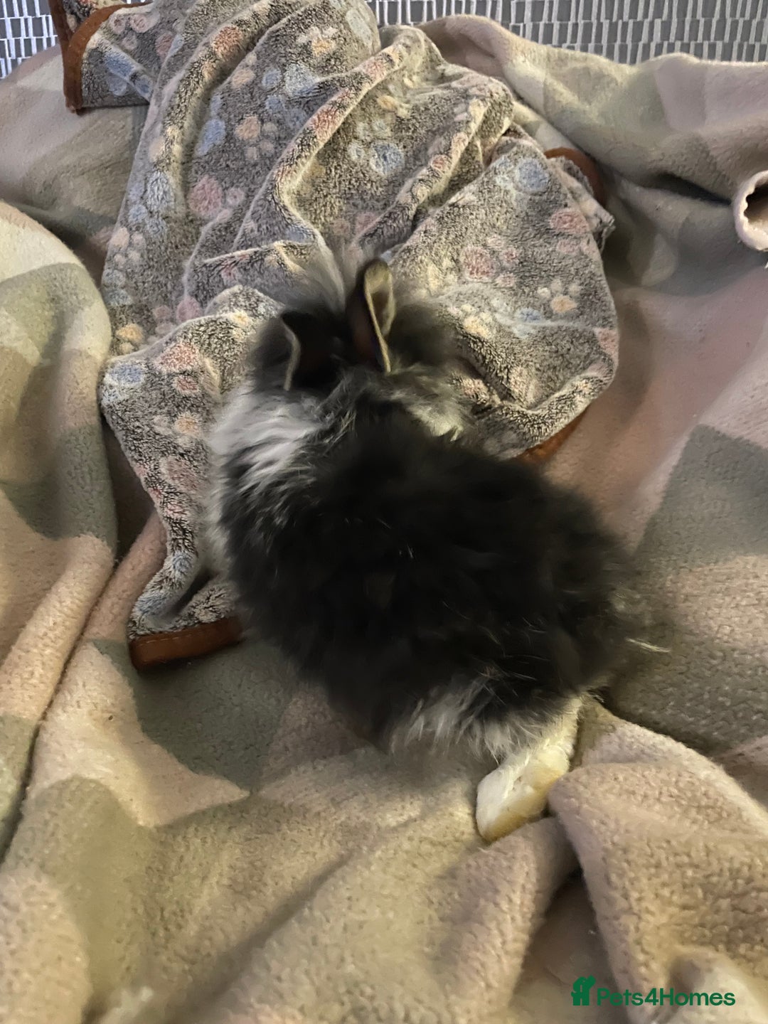 Lionhead rabbits for sale: bunnies - Advert 14