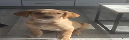 Labrador Retriever dogs for sale: Beautiful Yellow Labrador Retriever Puppy - Advert 2