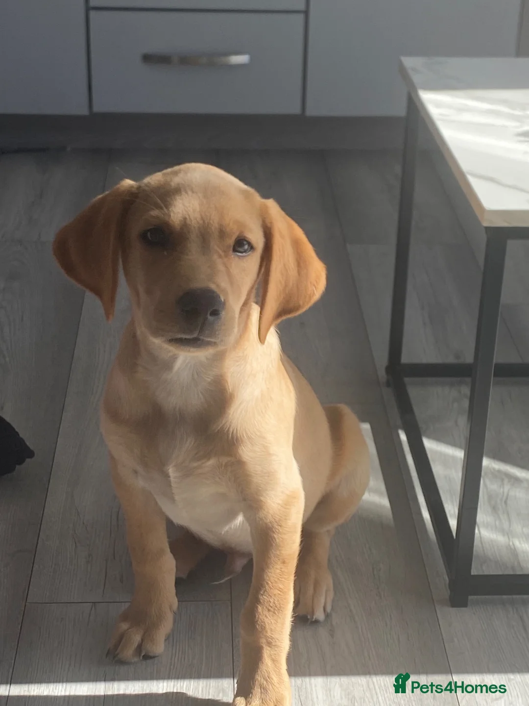 Labrador Retriever dogs for sale: Beautiful Yellow Labrador Retriever Puppy - Advert 2