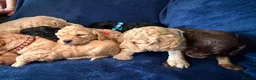 Cockapoo dogs for sale: Beautiful Litter Of Cockapoo Puppies in Colchester - Advert 4