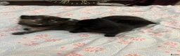 Siamese cats for sale: Siamese mixed kittens  - Advert 19