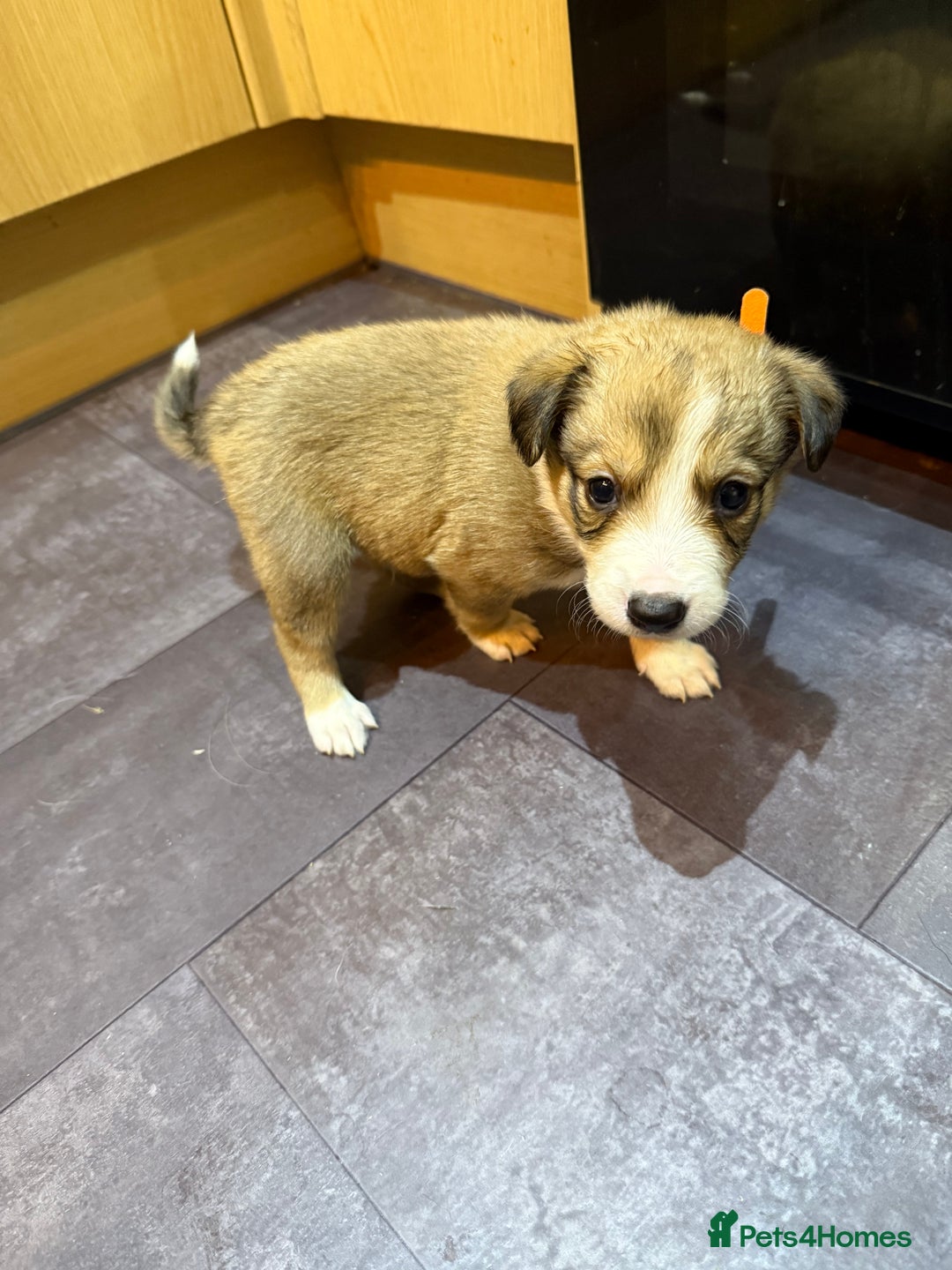 Mixed Breed dogs for sale: Border collie X Welsh collie pups - Advert 13