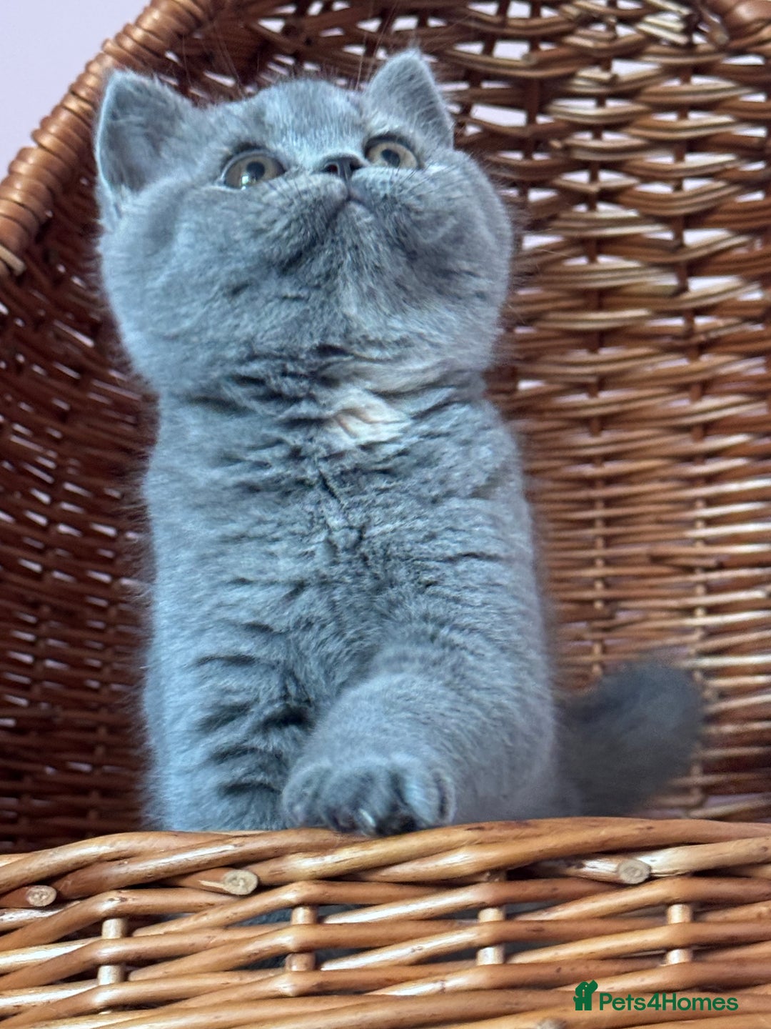 British Shorthair cats for sale: Blue tortie ready from Friday TICA can deliver  - Advert 3