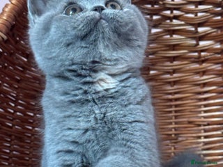 British Shorthair cats Beautiful blue cream BSH F ready before ** - Advert 2