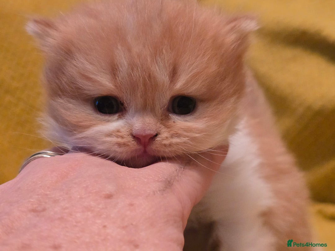 British Shorthair cats for sale: TICA registered British shorthair kittens - Advert 25