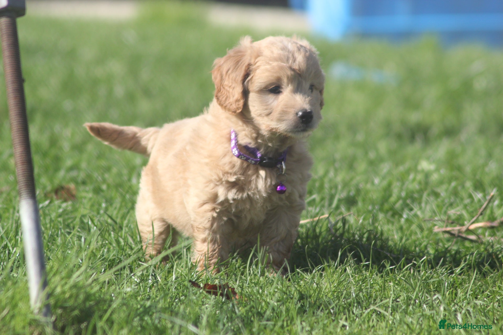 Mini Goldendoodle dogs Beautiful F1 Goldendoodles - Advert 1
