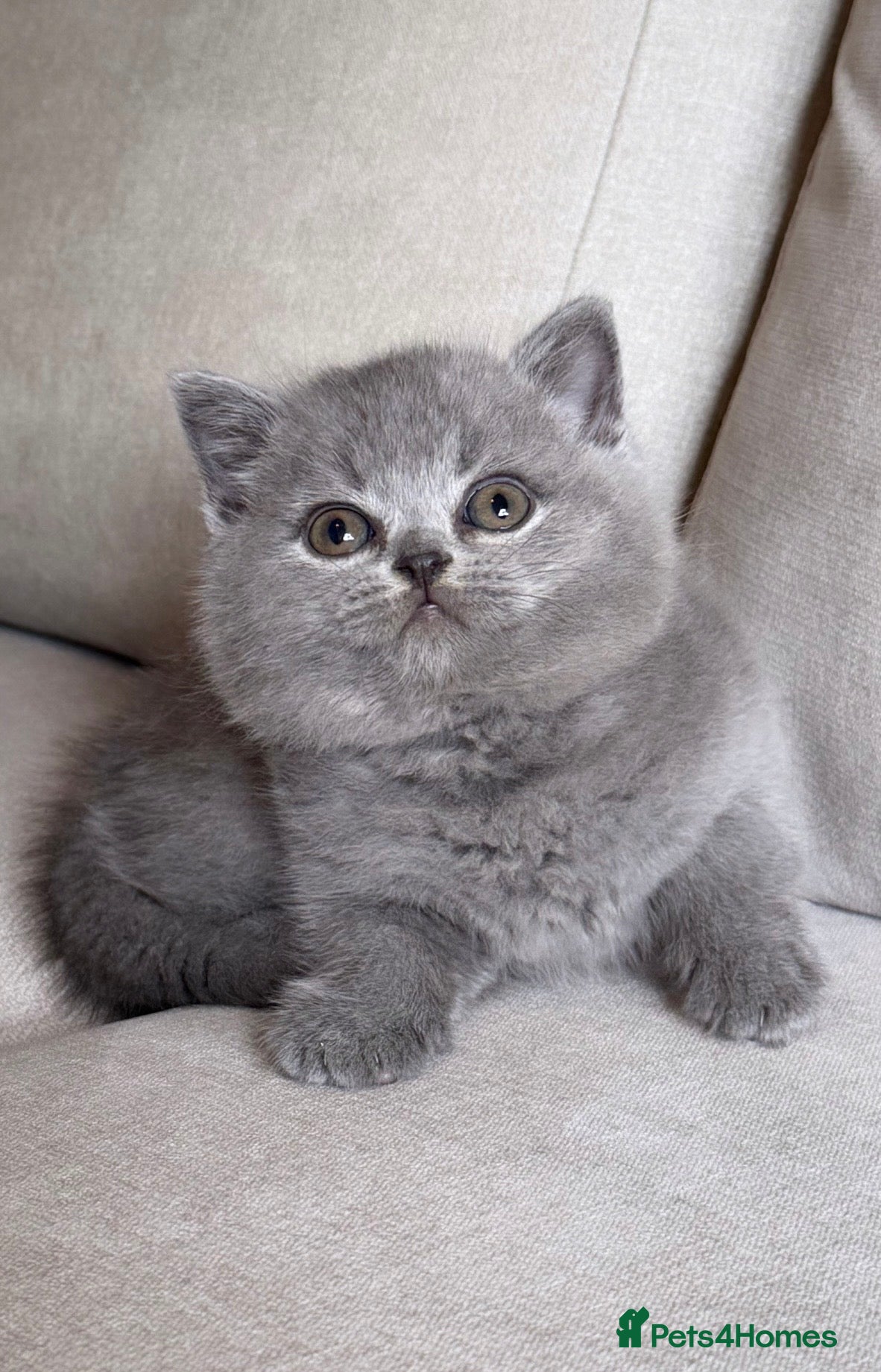 British Shorthair cats for sale: ✨ GCCF BEAUTIFUL KITTENS ✨ - Advert 22