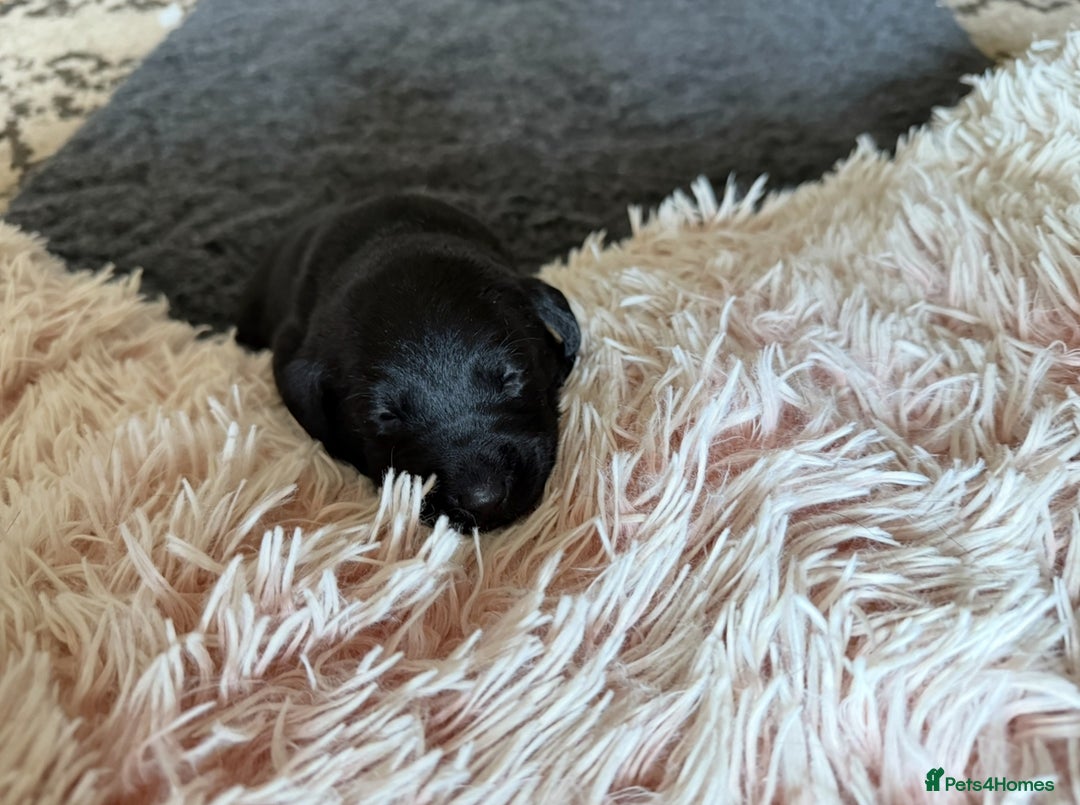 Labrador Retriever dogs for sale: KC REG LABS - Ready Now - fox red and black males in Houghton le Spring - Image 24