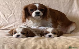 Cavalier King Charles Spaniel dogs for sale: Gorgeous Cavalier King Charles Puppies  - Image 4
