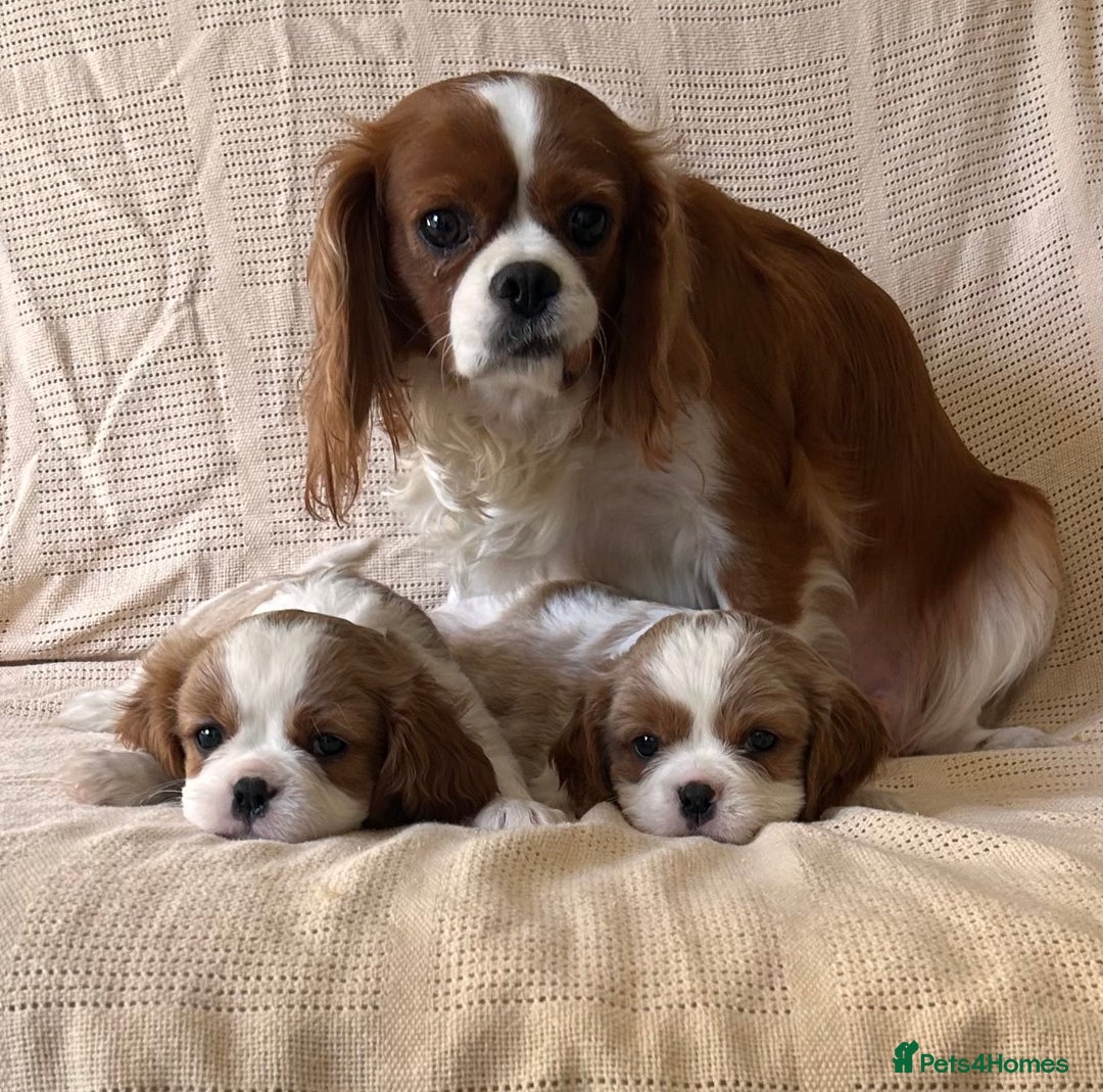 Cavalier King Charles Spaniel dogs for sale: Gorgeous Cavalier King Charles Puppies  - Image 4