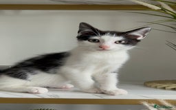 British Shorthair cats for sale: 3: beautiful kitten looking for new home in Slough - Image 6