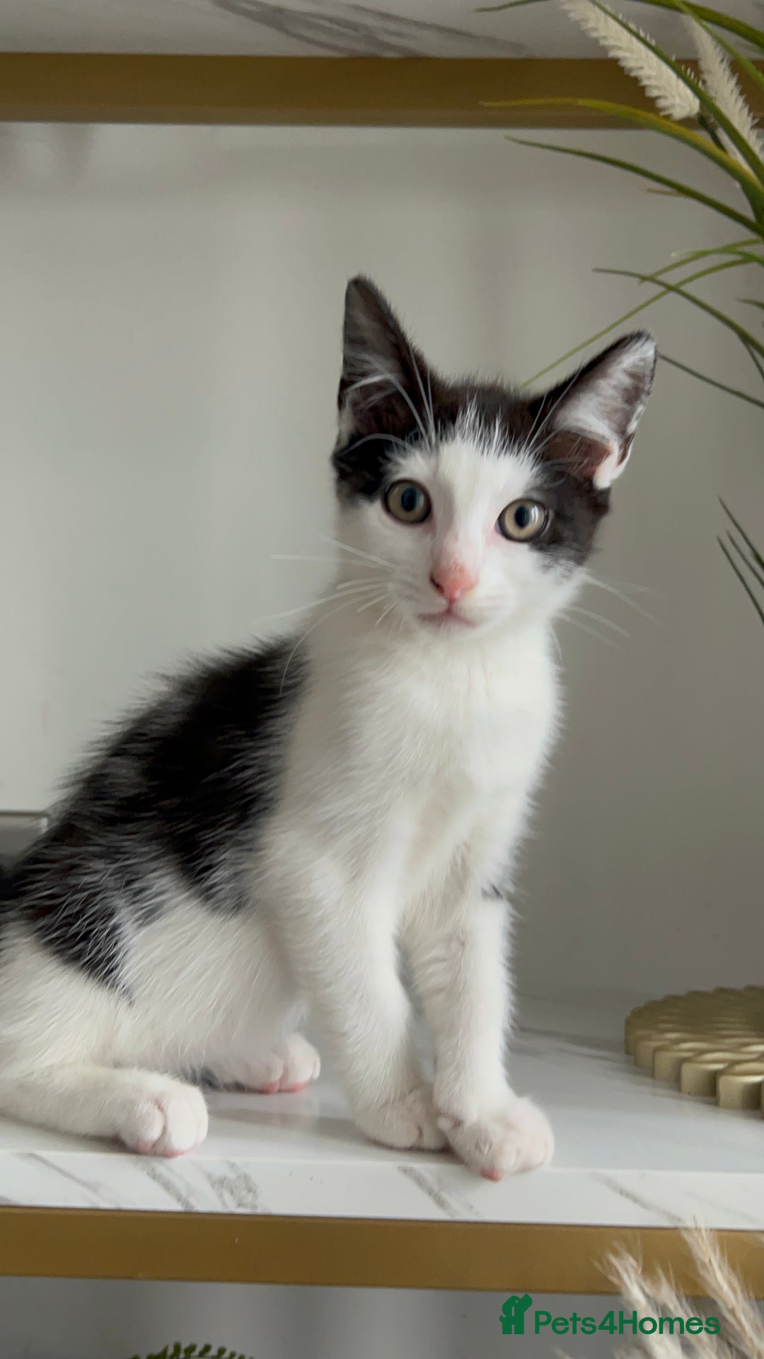 British Shorthair cats for sale: 3: beautiful kitten looking for new home in Slough - Image 6