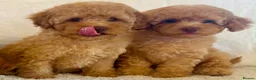 Toy Poodle dogs for sale: Toy poodle puppies  in Wakefield - Advert 19