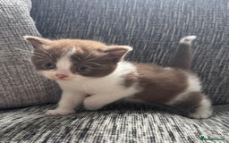 British Shorthair cats for sale: Beautiful British Shorthair Registered Kittens  - Image 5