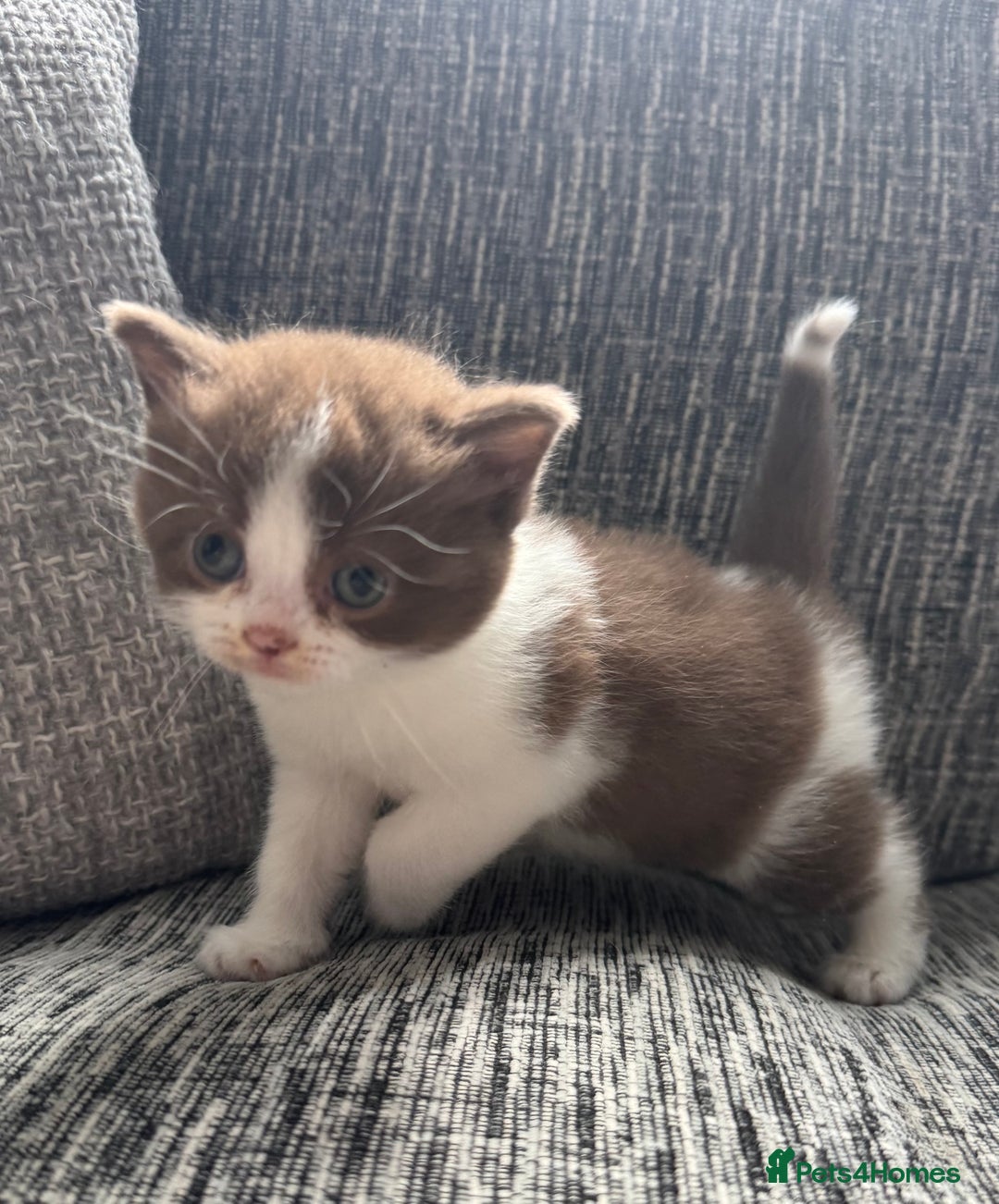 British Shorthair cats for sale: Beautiful British Shorthair Registered Kittens  - Image 5