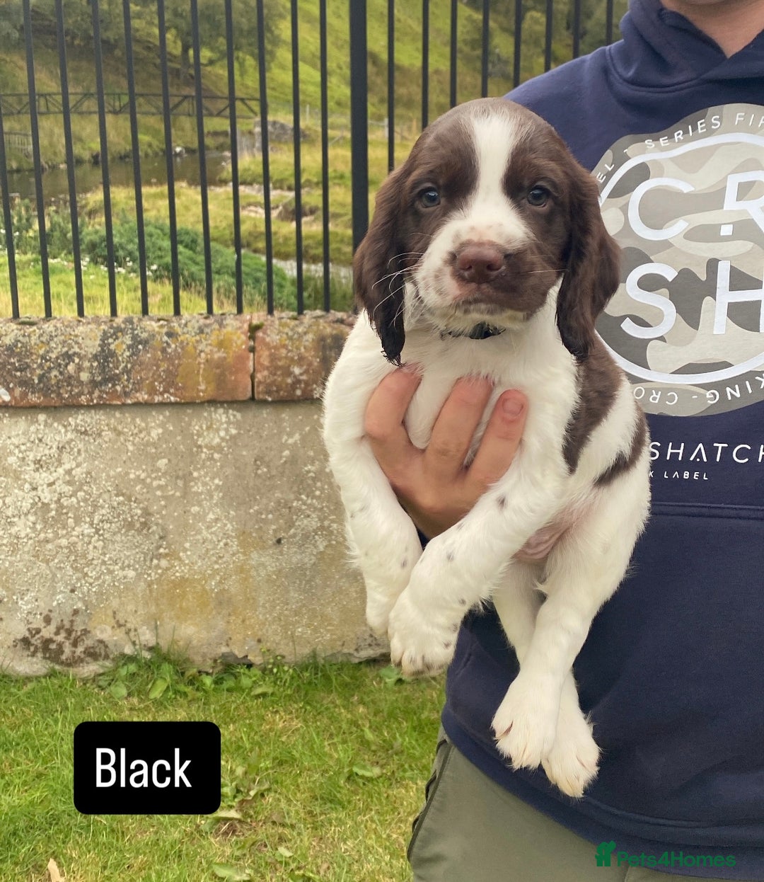 Sprocker dogs for sale: Working Sprockers - Image 5