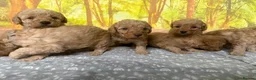 Labradoodle dogs for sale: Beautiful small / miniature labradoodles  - Advert 7