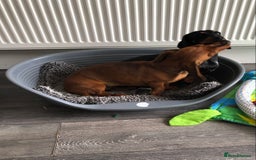 Miniature Dachshund dogs for sale: Miniature Dachshund  - Image 10