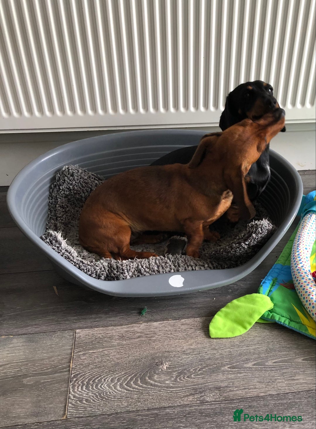 Miniature Dachshund dogs for sale: Miniature Dachshund  - Image 10