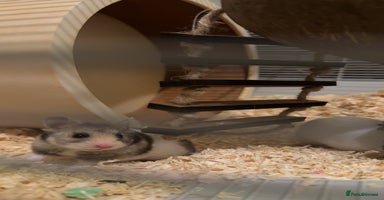 Hamster rodents - Advert 6