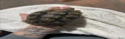 Tortoise reptiles for sale: Leopard Tortoise in Birmingham - Advert 4