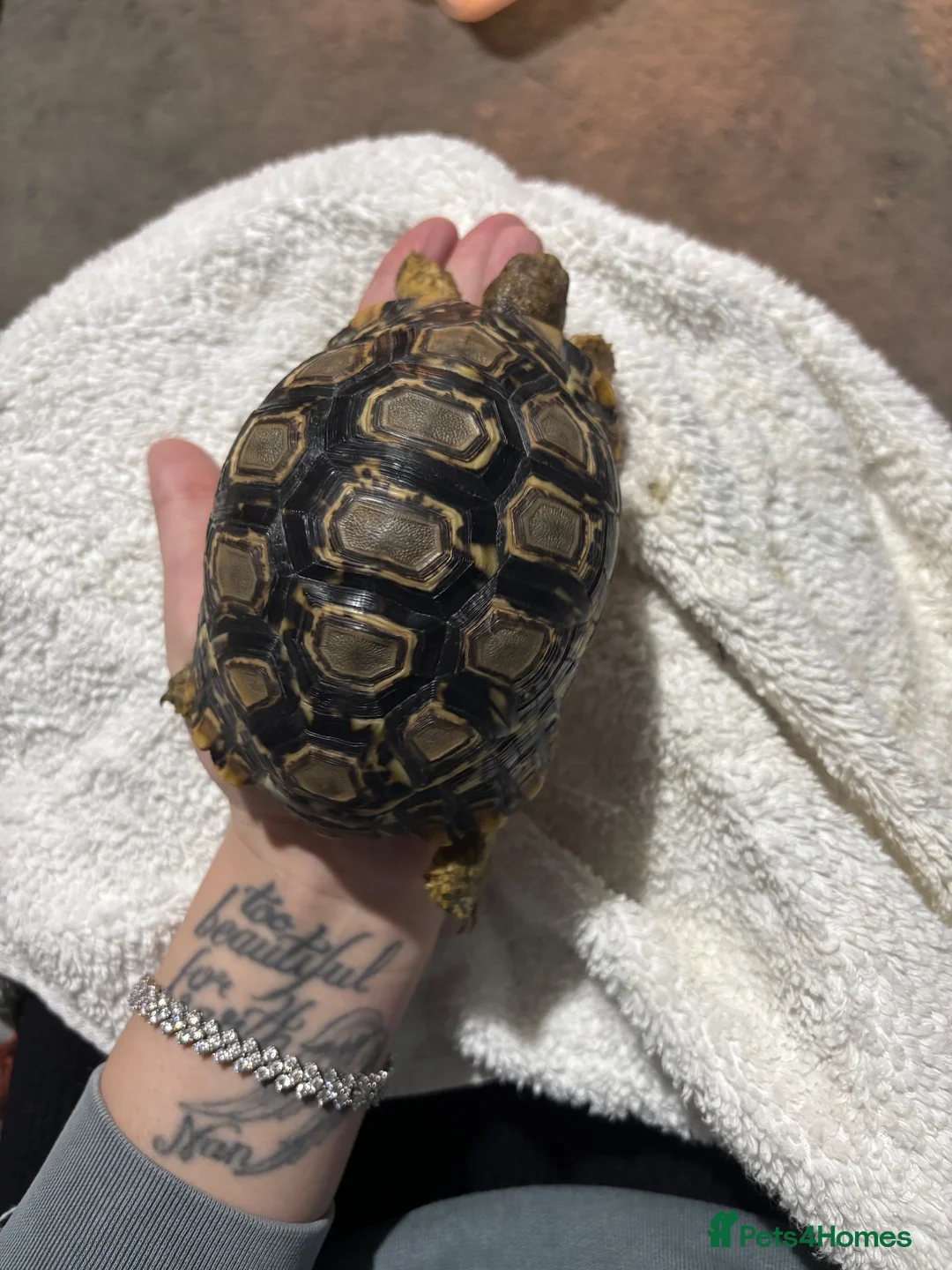Tortoise reptiles for sale: Leopard Tortoise in Birmingham - Advert 4